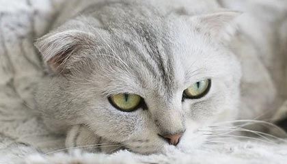 老中医李雪妮排阴毒：一场慢调养生的温暖之旅