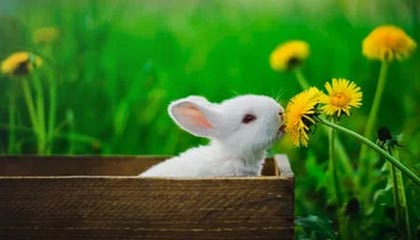 糖心vlog深度揭秘：八卦风波背后，当事人在粉丝见面会的角色疯狂令人意外